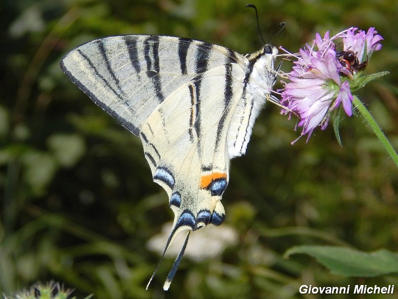 Iphiclides podalirius